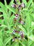 Salvia triloba, Dreibl�ttriger Salbei, F�rbepflanze, F�rberpflanze, Pflanzenfarben,  f�rben, Klostergarten Seligenstadt